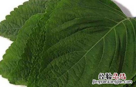 苏子的功效与作用 苏子叶的功效与作用