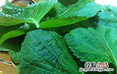 苏子的功效与作用 苏子叶的功效与作用
