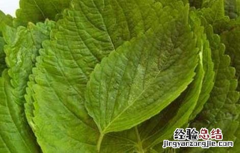 苏子的功效与作用 苏子叶的功效与作用