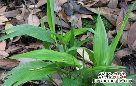 淡竹叶的功效与作用的功能与主治与用量 淡竹叶的功效与作用
