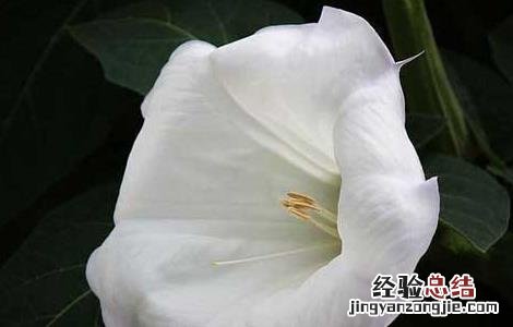 曼陀罗花有毒吗 曼陀罗花有毒吗?