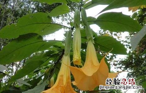 曼陀罗花有毒吗 曼陀罗花有毒吗?