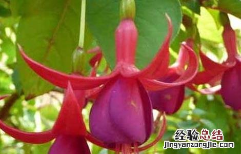 曼陀罗花有毒吗 曼陀罗花有毒吗?