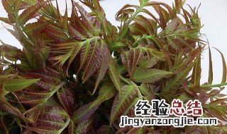 香椿花的吃法 香椿花的吃法与做法