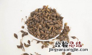 青连翘的功效与作用 青连翘的功效与作用及禁忌