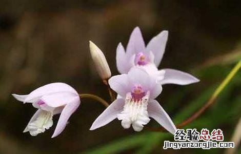 小白芨的功效与作用 小白芨的功效与作用禁忌