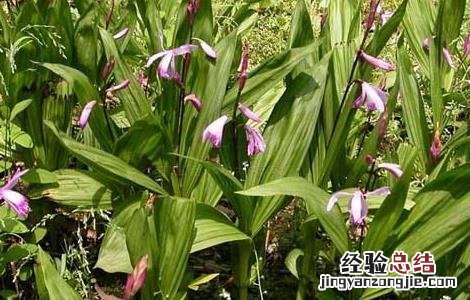 小白芨的功效与作用 小白芨的功效与作用禁忌