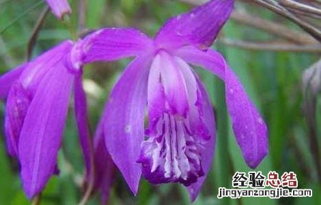 小白芨的功效与作用 小白芨的功效与作用禁忌