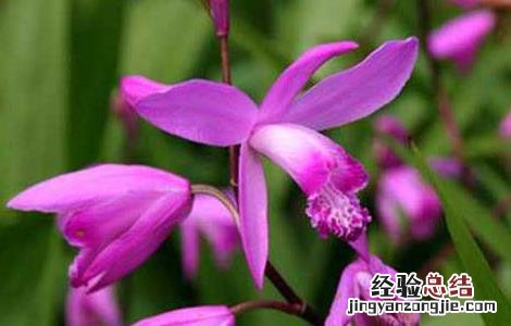 小白芨的功效与作用 小白芨的功效与作用禁忌