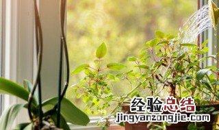 植物的品格有哪些 植物的品格