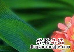 君子兰的养殖方法和注意事项 盆栽 君子兰的养殖方法