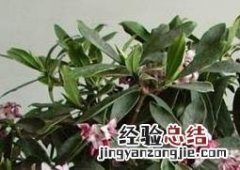 金边瑞香盆栽养护 金边瑞香盆栽管理