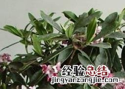 金边瑞香盆栽养护 金边瑞香盆栽管理