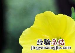 哪些植物不能在室内养 哪些植物不能在室内养活