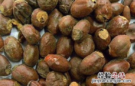 荔枝核的功效与作用点 荔枝核的功效与作用