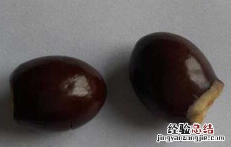 荔枝核的功效与作用点 荔枝核的功效与作用