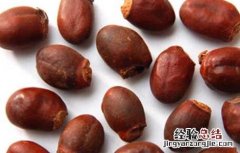 荔枝核的功效与作用点 荔枝核的功效与作用
