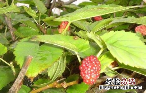 桑树根皮和桑树叶的作用区别 桑树根皮和桑树叶的作用