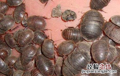 地龙的功效与作用 土元的功效与作用