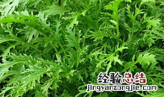 雪里蕻的营养价值 雪里红的营养价值和食用注意事项