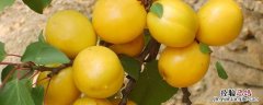 一亩珍珠油杏收入多斤 目前珍珠油杏市场价格