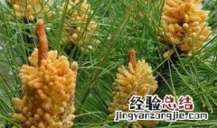 松花粉的营养价值及功效 松花粉的营养价值