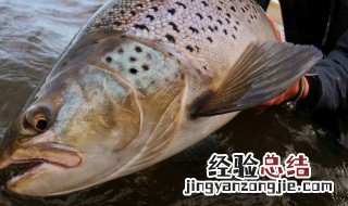 鲑鱼的营养价值 鲑鱼的营养价值和鲈鱼的营养价值谁高?