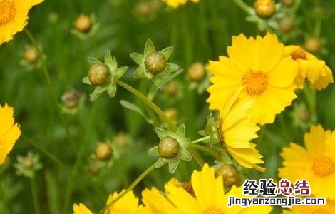 金盏花功效与作用是什么 金盏花功效与作用