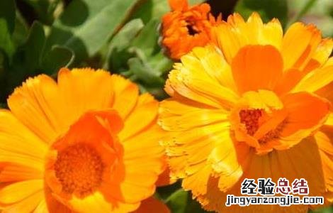 金盏花功效与作用是什么 金盏花功效与作用