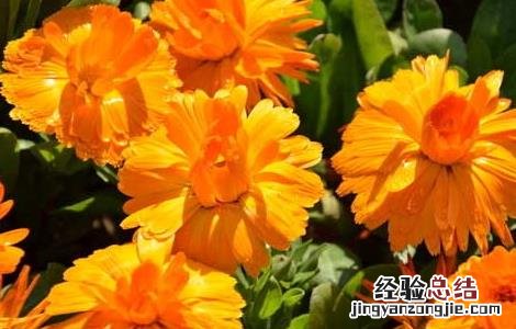 金盏花功效与作用是什么 金盏花功效与作用