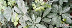 氯氰菊酯能往家里喷吗 氯氰菊酯可以在家里用吗