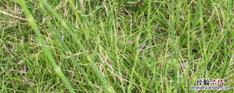 怎样根除节节草 节节草用什么除草剂可以灭除