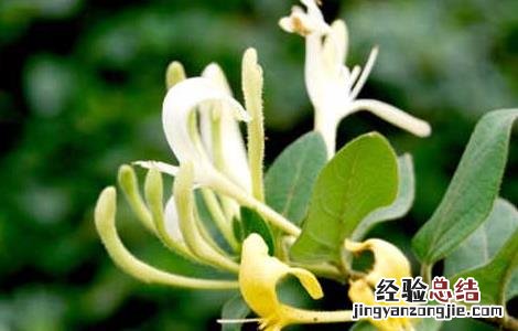黄芪金银花泡水喝的功效 金银花泡水喝的功效