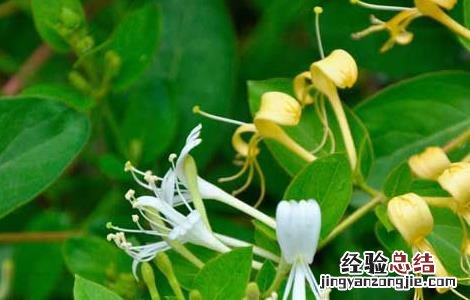 黄芪金银花泡水喝的功效 金银花泡水喝的功效