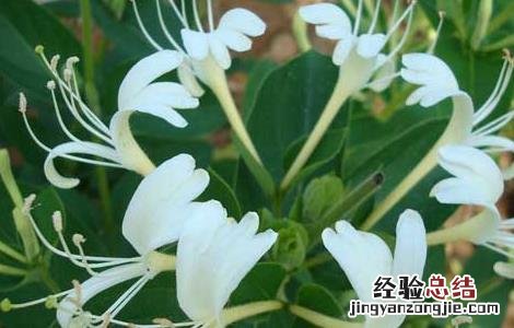 黄芪金银花泡水喝的功效 金银花泡水喝的功效