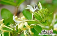 黄芪金银花泡水喝的功效 金银花泡水喝的功效