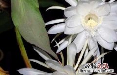 昙花的药用价值有哪些 昙花的药用价值有哪些呢