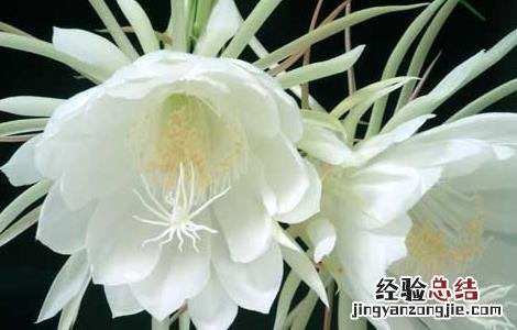 昙花的药用价值有哪些 昙花的药用价值有哪些呢