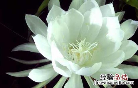 昙花的药用价值有哪些 昙花的药用价值有哪些呢