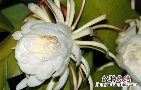 昙花的药用价值有哪些 昙花的药用价值有哪些呢