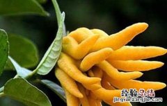 佛手的功效与作用禁忌 佛手的功效与作用