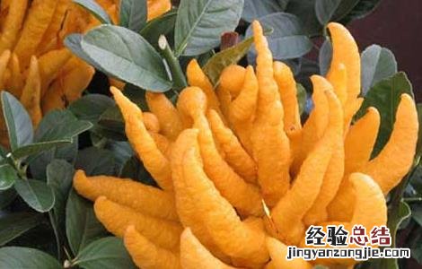 佛手的功效与作用禁忌 佛手的功效与作用