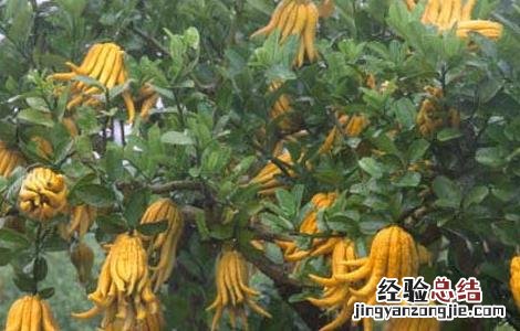 佛手的功效与作用禁忌 佛手的功效与作用