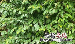 中国种植翅果树的地区有哪些? 下面有详细介绍