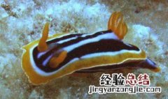 海兔的功效与作用 海兔的功效与作用与禁忌