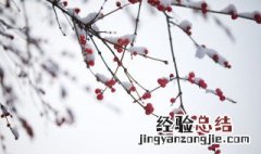 小雪是什么节气 小雪是什么节气中第几个