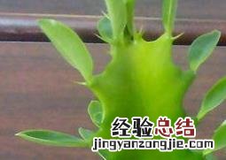 龙骨树怎么养 龙骨树怎么养护