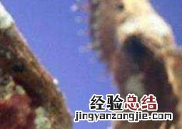 怎样清洗海马干 新鲜海马怎么处理晒干