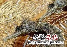 怎样清洗海马干 新鲜海马怎么处理晒干
