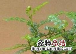 清香木的养殖方法和注意事项 清香木的养殖方法和注意事项有哪些